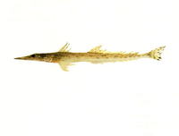 Elates ransonnetii, Dwarf flathead: fisheries