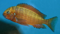 Tropheus moorii, Blunthead cichlid: aquarium