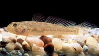 Stenogobius genivittatus, Chinstripe goby: