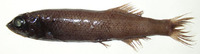 Bathytroctes microlepis, Smallscale smooth-head: