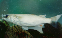 Cestraeus plicatilis, Lobed river mullet: aquaculture