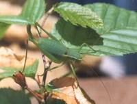 Isophya kraussii