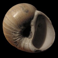 Natica helicina