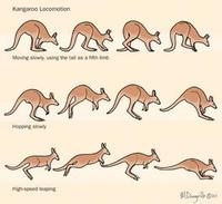 Image of: Macropodidae (kangaroos, wallabies, and relatives)