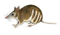 Image of: Perameles gunnii (eastern barred bandicoot)