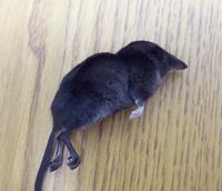 Image of: Sorex palustris (water shrew)