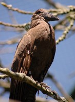 Scopus umbretta - Hamerkop