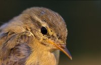 Phylloscopus trochilus - Willow Warbler