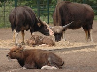 Bos gaurus frontalis - Gayal