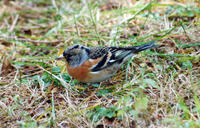 Image of: Fringilla montifringilla (brambling)