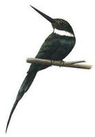 Image of: Galbula dea (paradise jacamar)