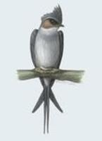 Image of: Hemiprocne coronata (crested treeswift)