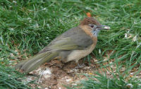 Image of: Hemixos flavala (ashy bulbul)