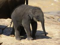 Elephas maximus maximus - Sri Lankan Elephant