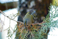 Image of: Regulus regulus (goldcrest)