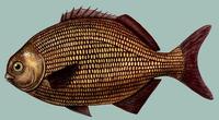 Image of: Kyphosus elegans (chopa)