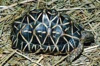 Image of: Geochelone elegans (Indian star tortoise)