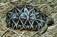 Image of: Geochelone elegans (Indian star tortoise)