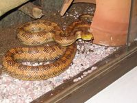 Pantherophis obsoletus quadrivittata - Yellow Rat Snake