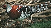 Elliot's Pheasant - Syrmaticus ellioti