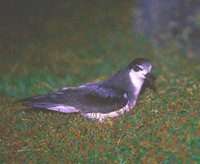 Stejneger's Petrel - Pterodroma longirostris