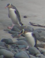 Yellow-eyed Penguin - Megadyptes antipodes