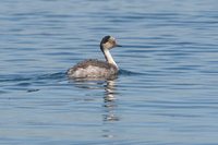 Silvery Grebe - Podiceps occipitalis