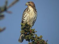 Broad-winged Hawk - Buteo platypterus