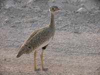 White-quilled Bustard - Eupodotis afraoides