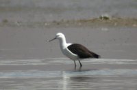 Andean Avocet - Recurvirostra andina