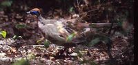 Red-capped Coua - Coua ruficeps