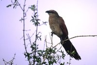 White-browed Coucal - Centropus superciliosus