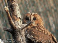 Tawny Owl - Strix aluco