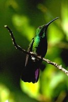 Black-throated Mango - Anthracothorax nigricollis