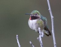 Broad-tailed Hummingbird - Selasphorus platycercus