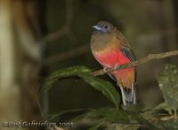 Diard's Trogon - Harpactes diardii