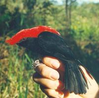 Helmeted Manakin - Antilophia galeata