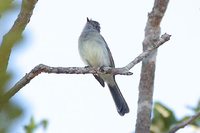 Pale-bellied Mourner - Rhytipterna immunda