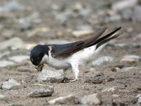 House Martin - Delichon urbica