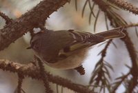 Golden-crowned Kinglet - Regulus satrapa