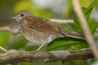 Pale-breasted Thrush - Turdus leucomelas