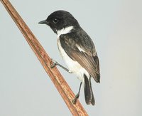 White-tailed Stonechat - Saxicola leucura