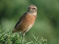 European Stonechat - Saxicola rubicola