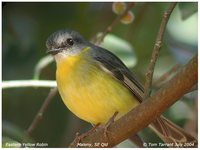 Yellow Robin - Eopsaltria australis