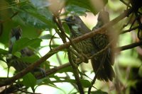 Chestnut-rumped Babbler - Stachyris maculata