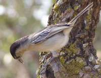 Black-backed Puffback - Dryoscopus cubla