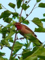 Common Rosefinch - Carpodacus erythrinus