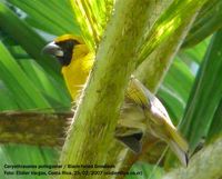 Black-faced Grosbeak - Caryothraustes poliogaster