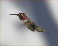 Anna's Hummingbird