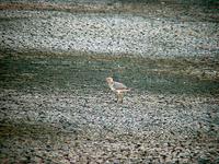 Buff-breasted Sandpiper juvenile (2) at Ensley (8-25-01)-1.jpg